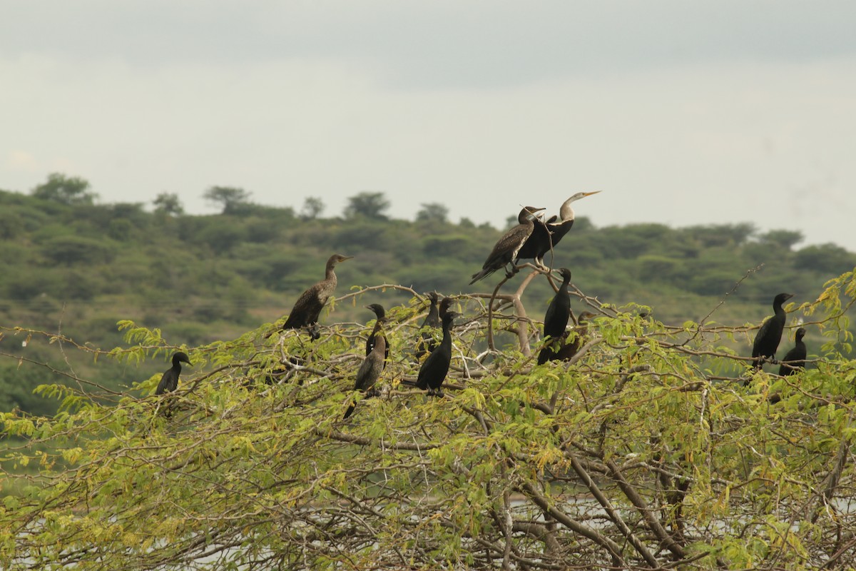 Doğu Yılanboyunu - ML644842922