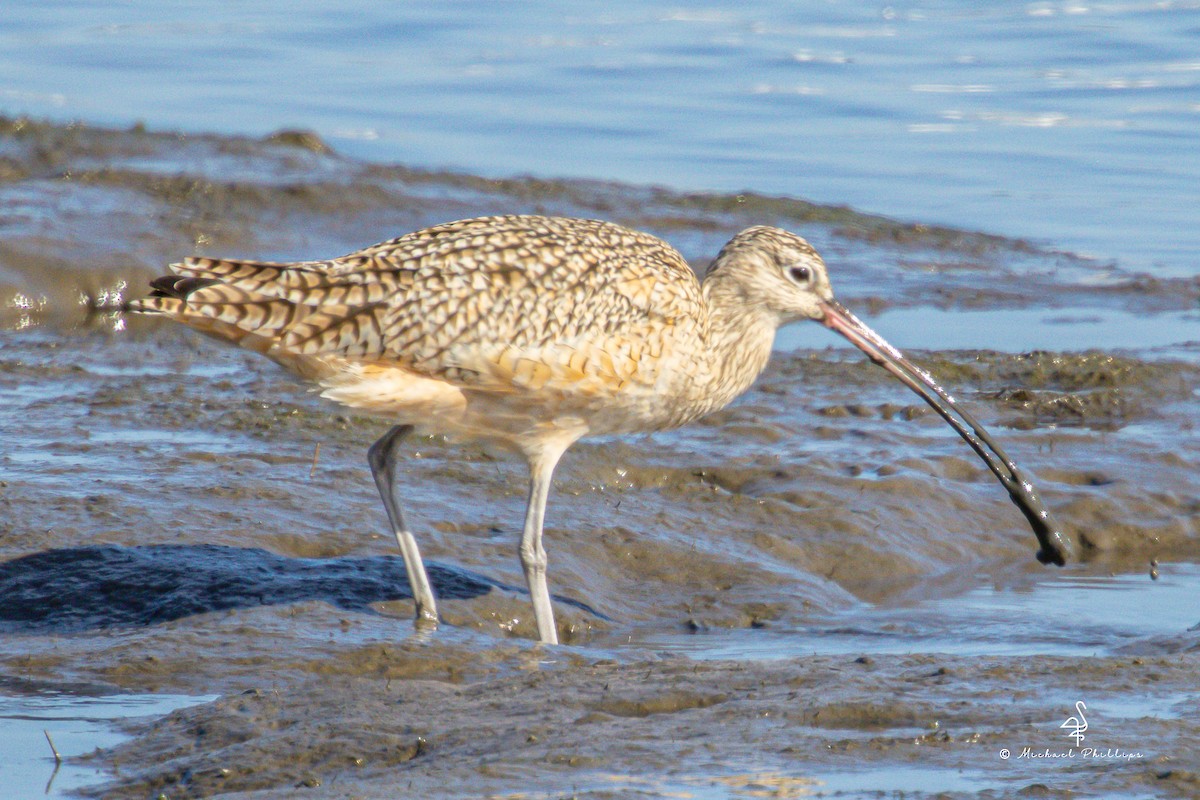 Long-billed Curlew - ML644842925