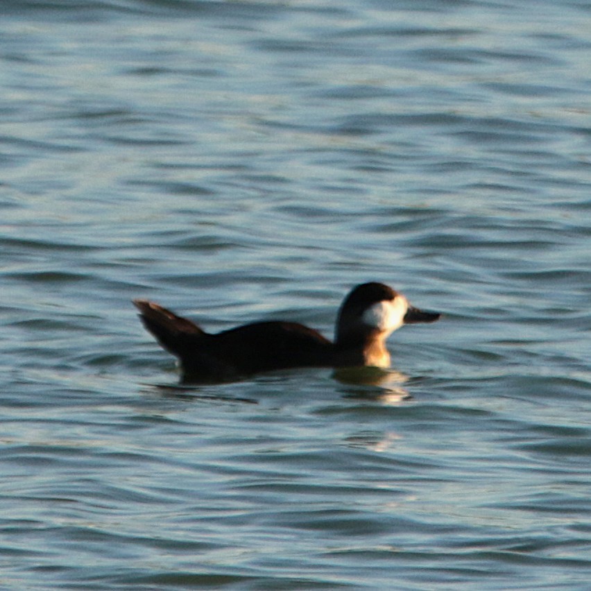 Американская савка - ML644842931