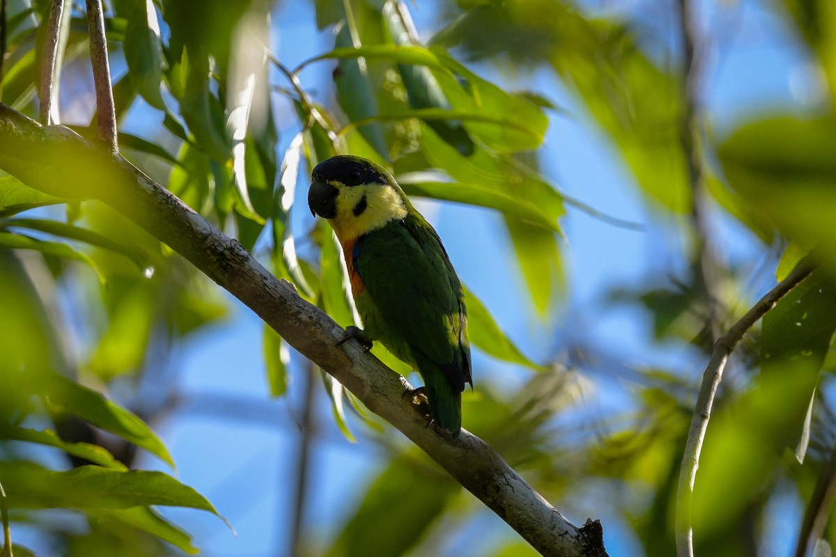 Double-eyed Fig-Parrot - ML644842939