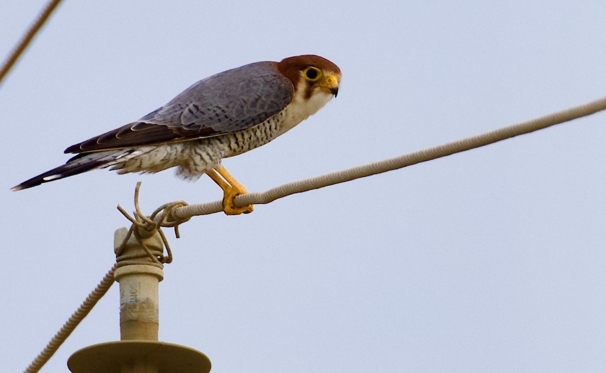 dřemlík rudohlavý - ML644842947