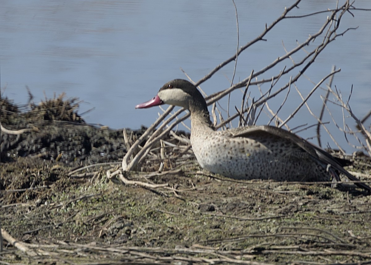 Ánade Piquirrojo - ML644842950