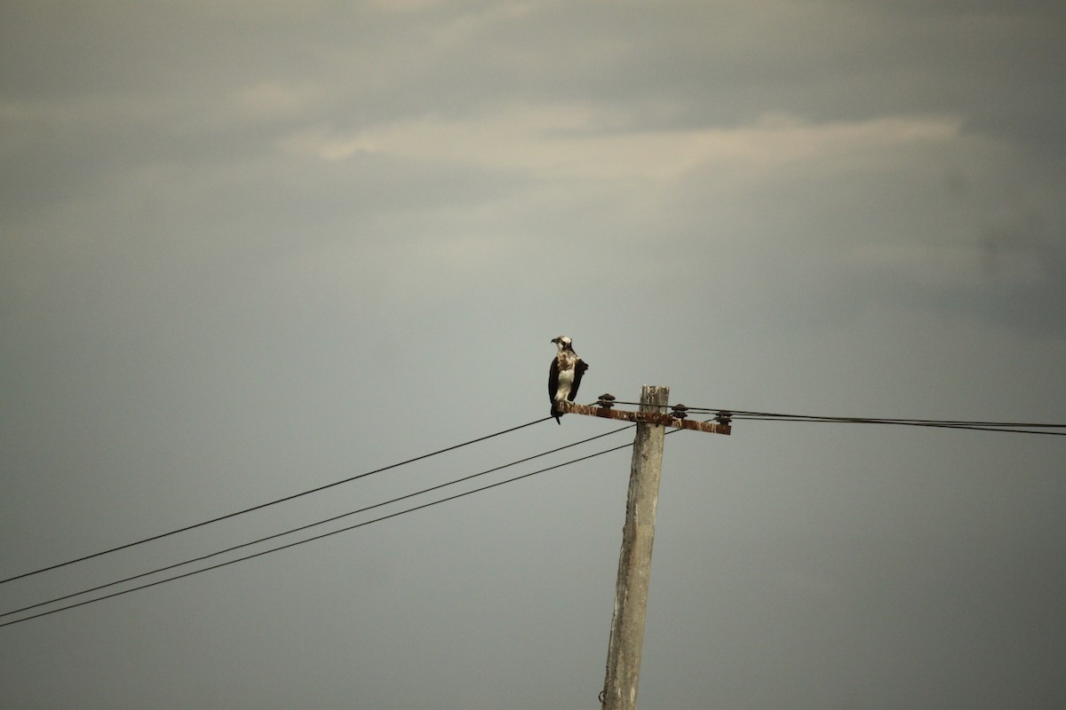 Скопа - ML644842954