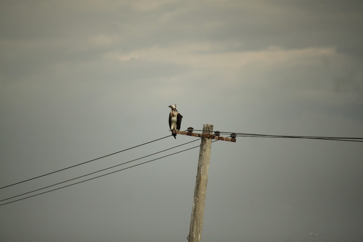 Скопа - ML644842955