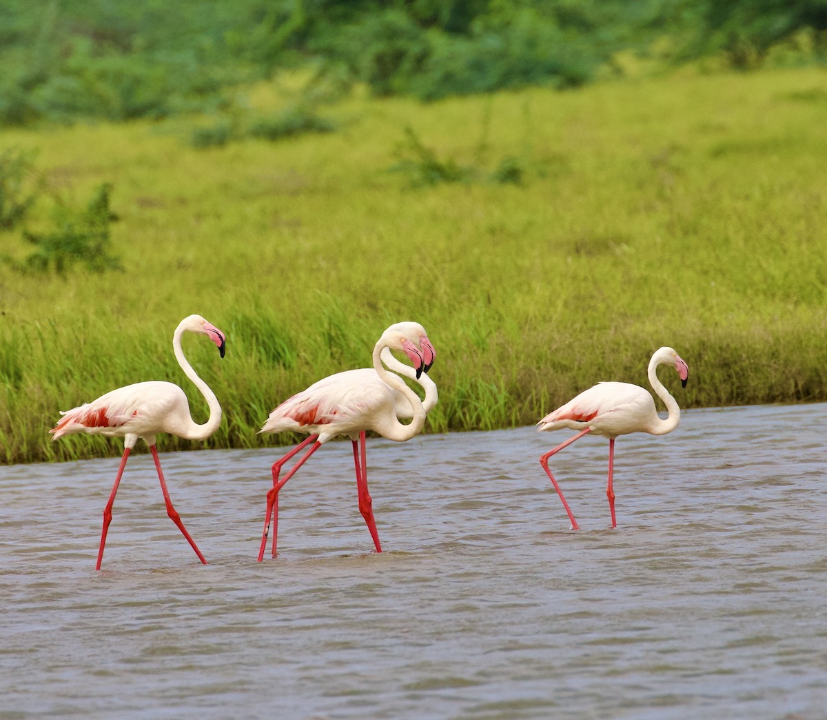 plameňák růžový - ML644842958