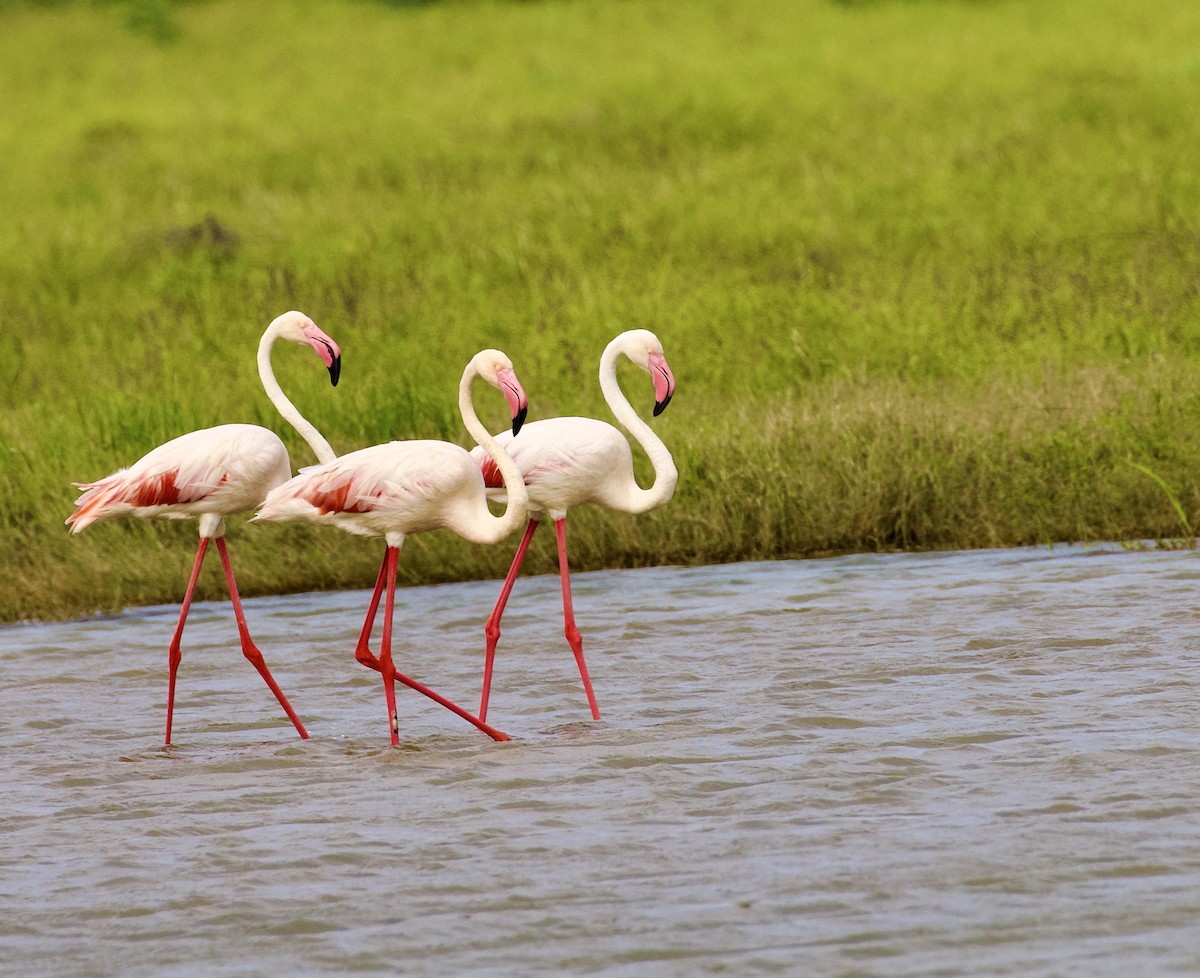 plameňák růžový - ML644842959