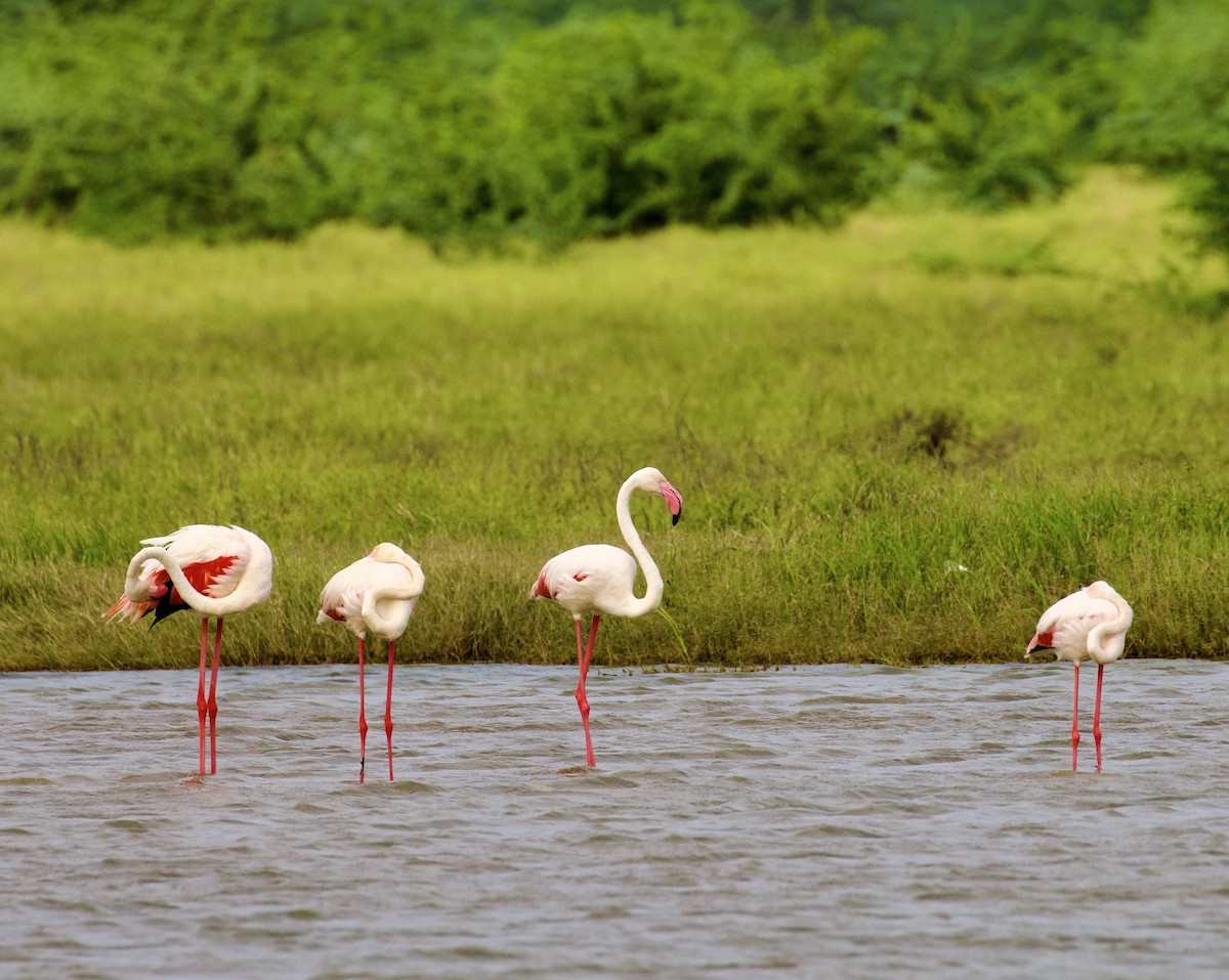 plameňák růžový - ML644842962