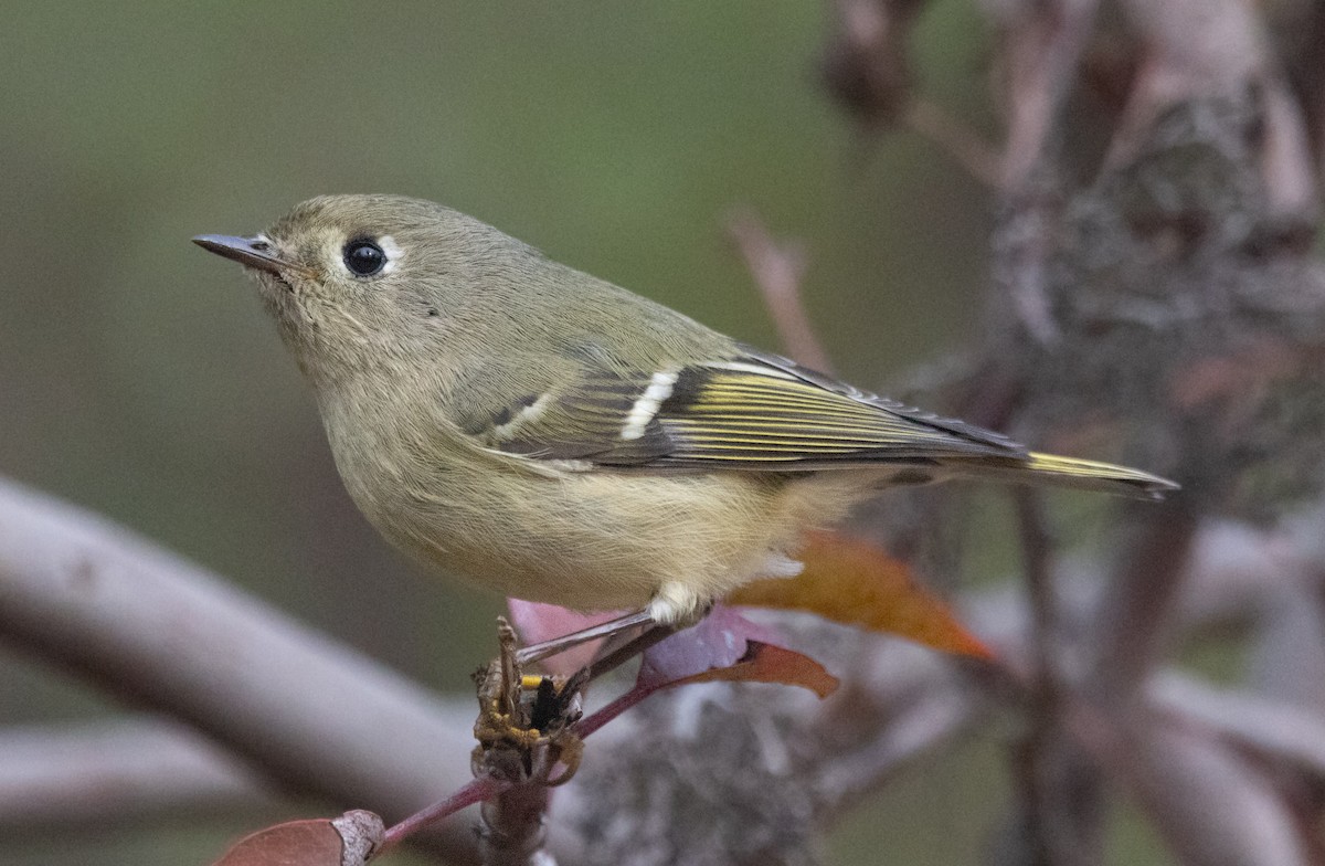 Ruby-crowned Kinglet - ML644842964