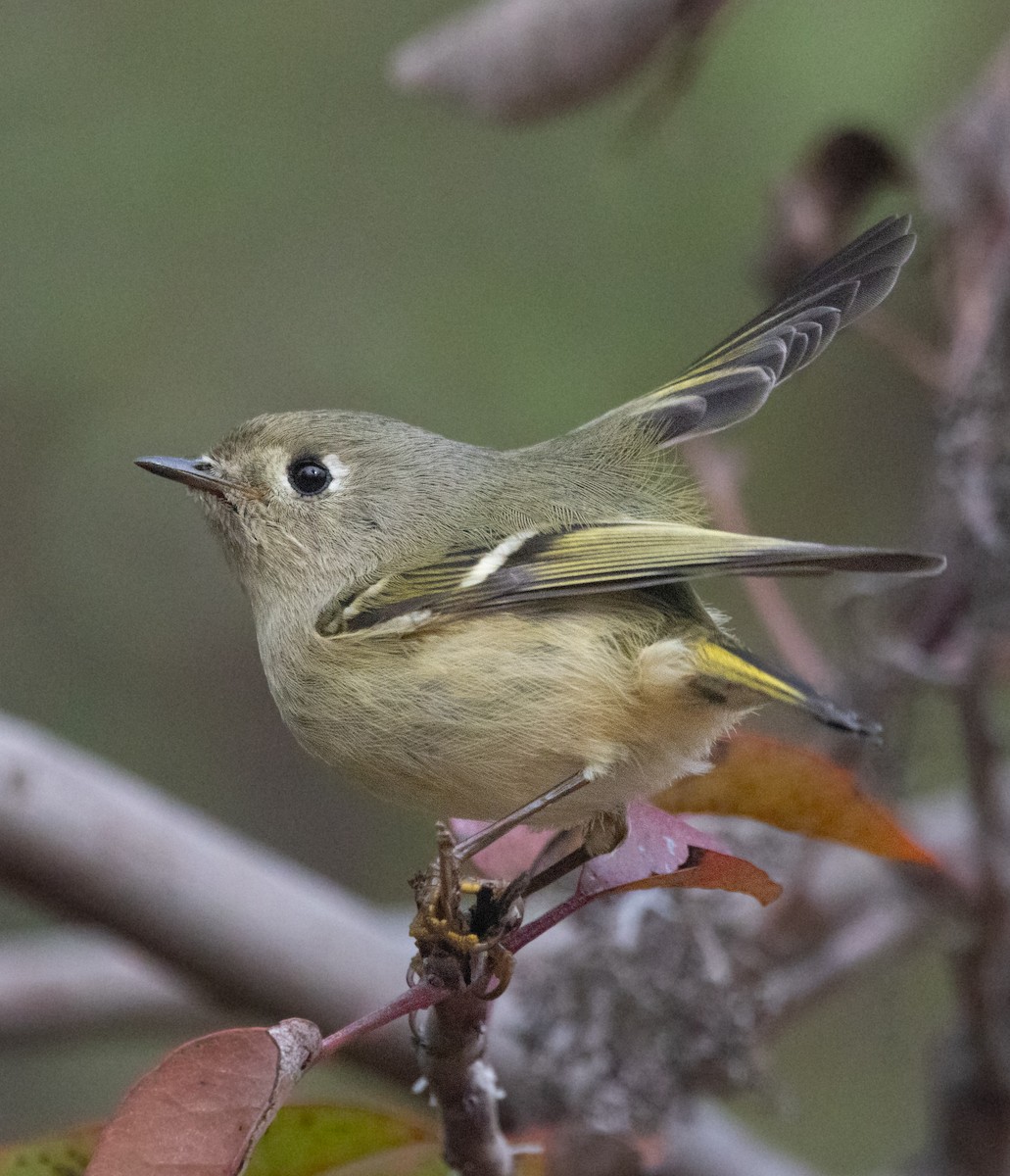 Ruby-crowned Kinglet - ML644842965