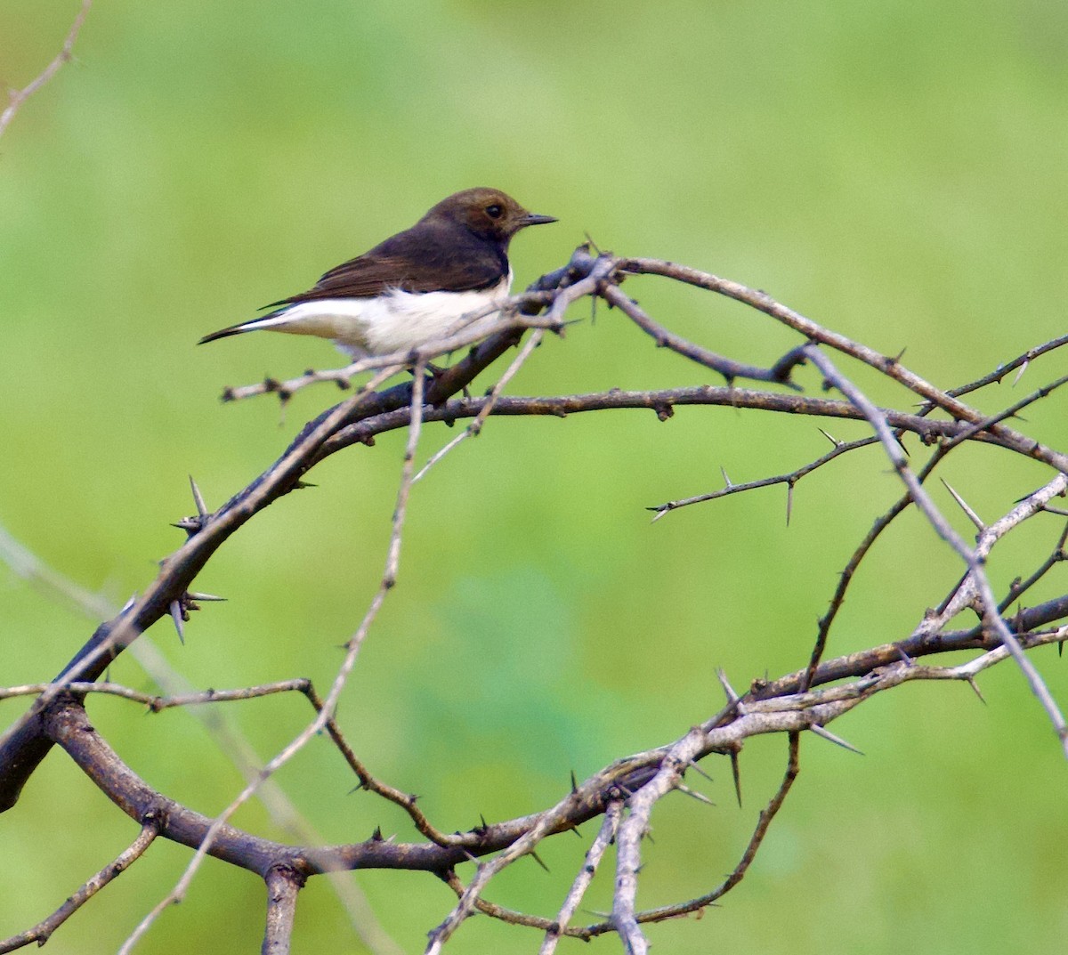 bělořit proměnlivý - ML644842968