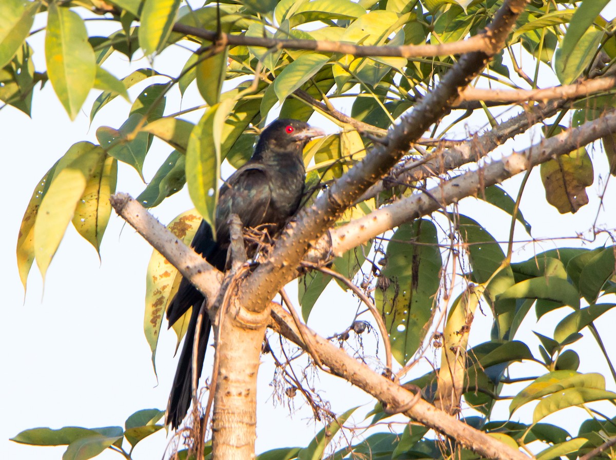 kukačka koel - ML644842969