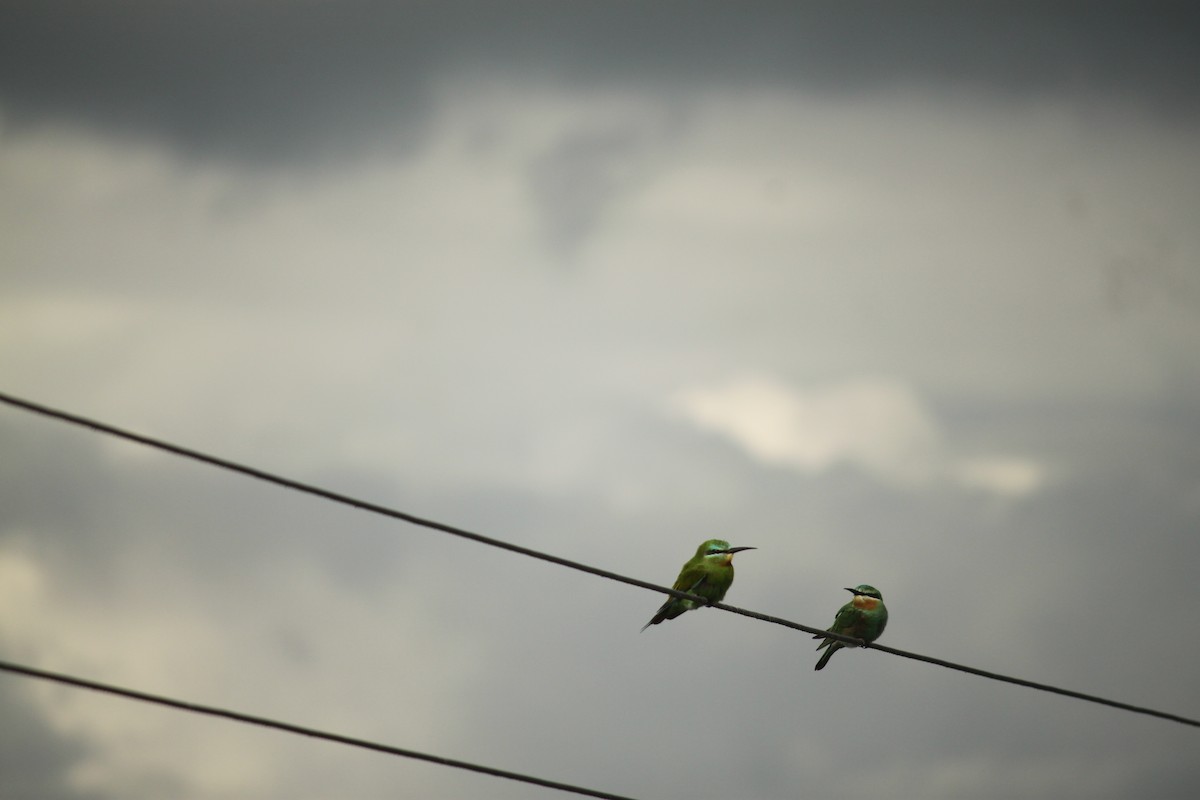 שרקרק ירוק - ML644842974