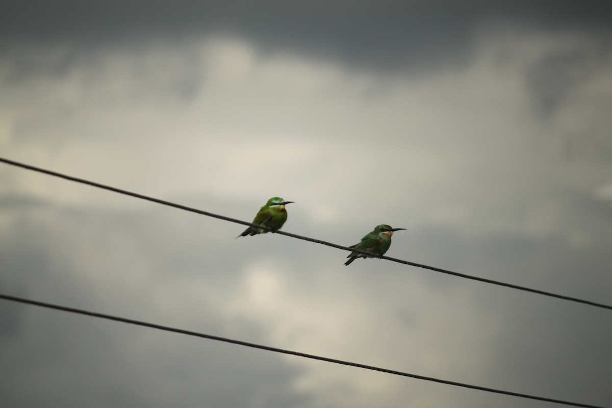 שרקרק ירוק - ML644842975