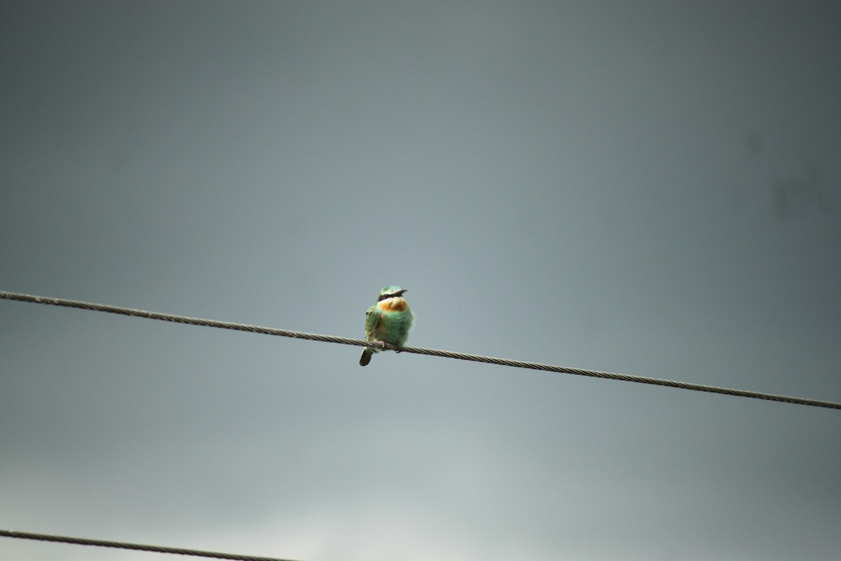 שרקרק ירוק - ML644842976