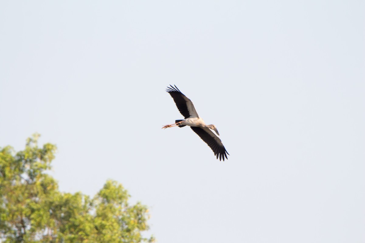 zejozob asijský - ML644842980