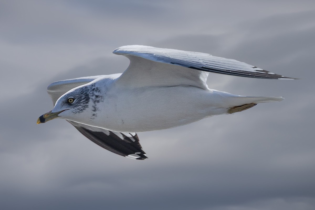 Ring-billed Gull - ML644842983