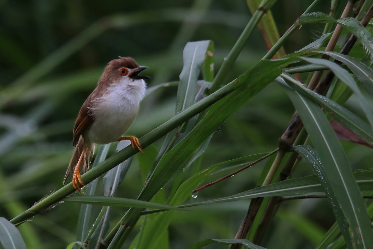 Yellow-eyed Babbler - ML644842988