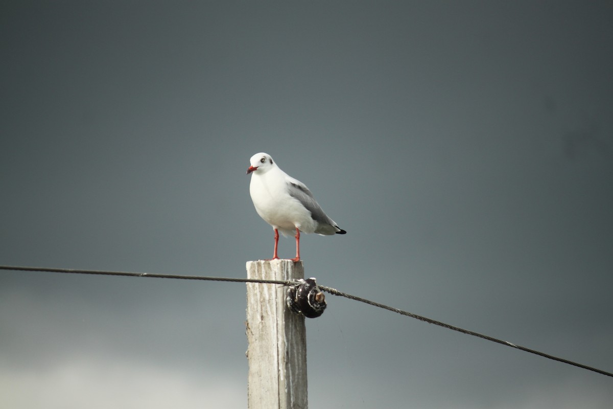 Brown-headed Gull - ML644842990