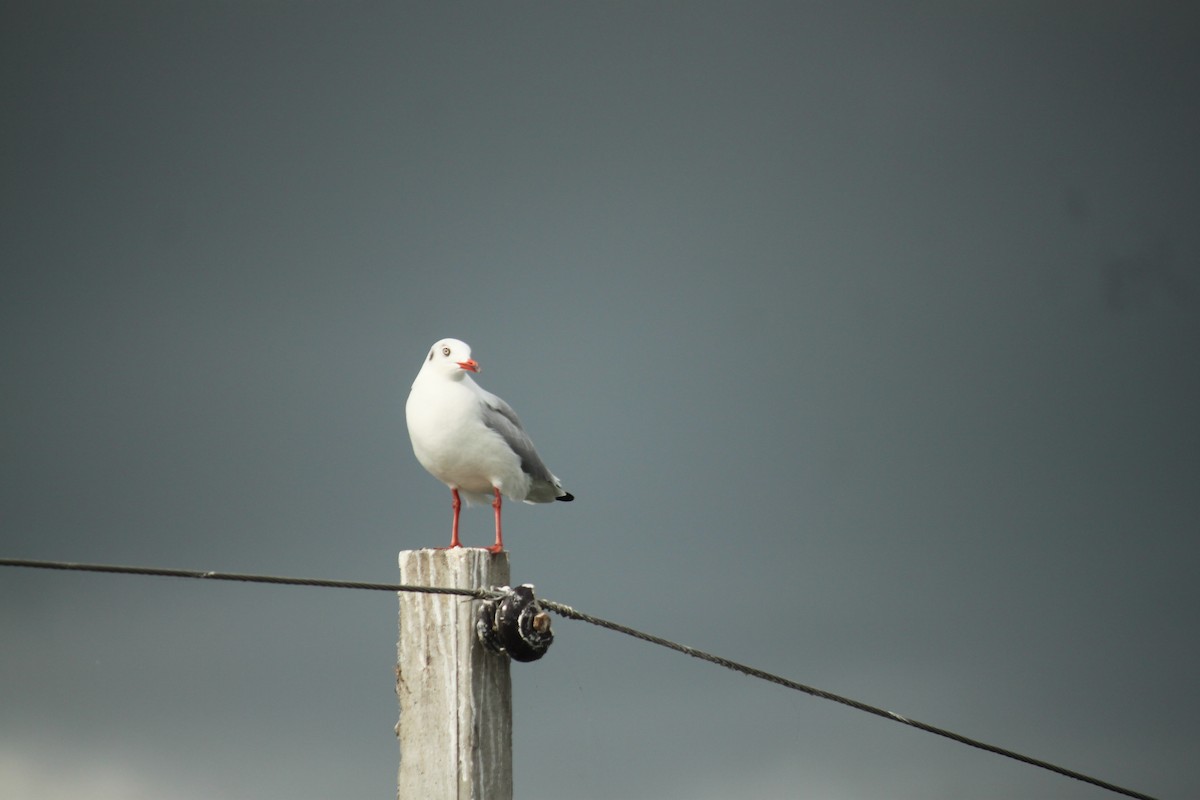 Brown-headed Gull - ML644842991