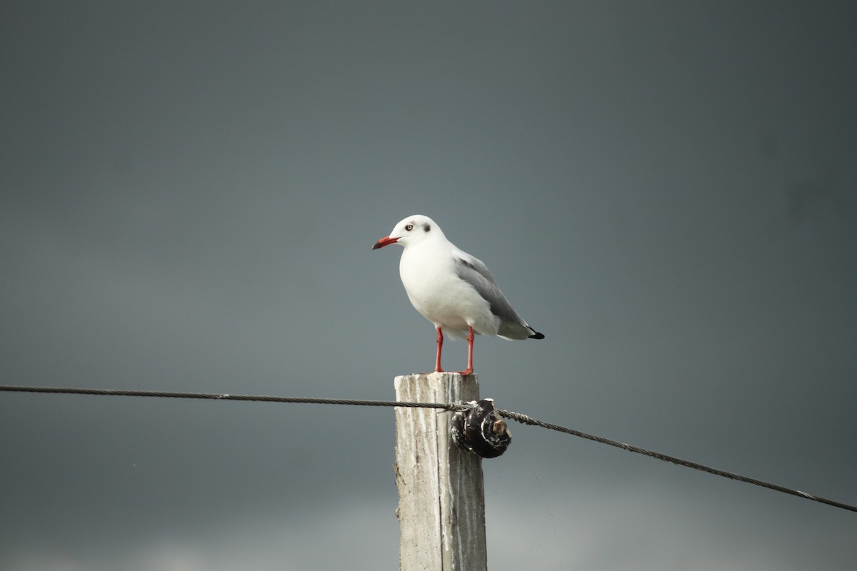 Brown-headed Gull - ML644842992