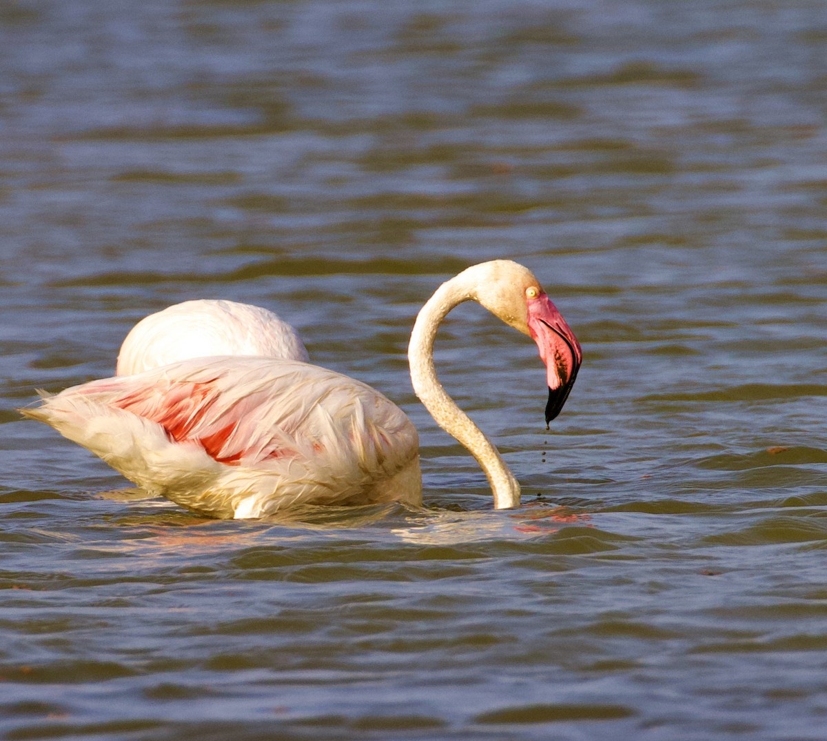 plameňák růžový - ML644842993