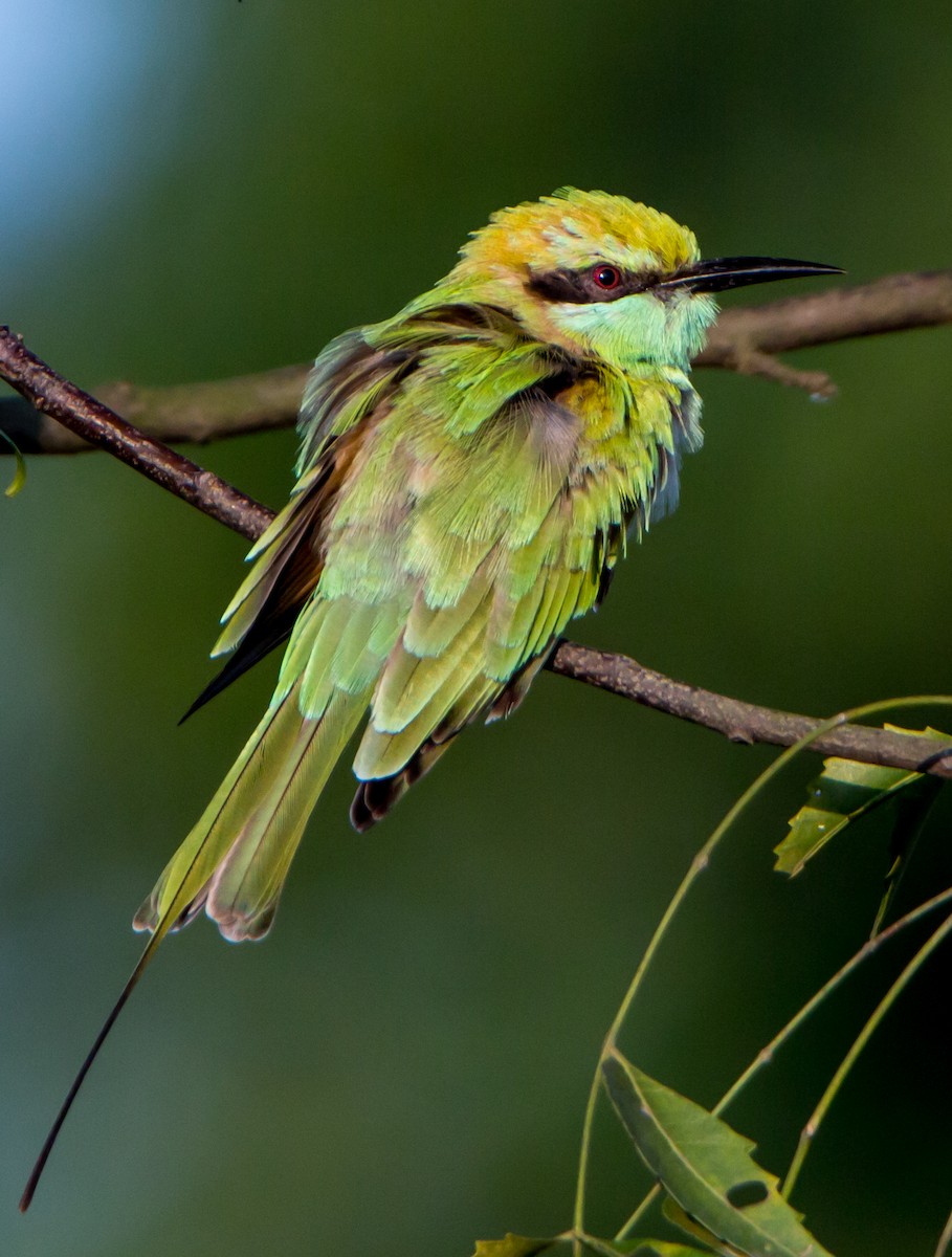 vlha indická - ML644842999