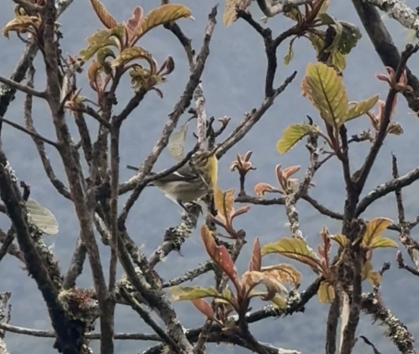 Reinita Gorjinaranja - ML644843002