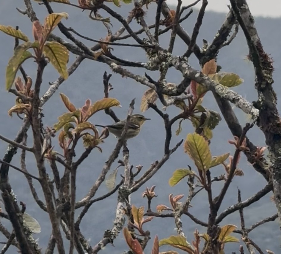 Reinita Gorjinaranja - ML644843003