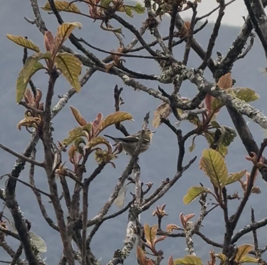 Reinita Gorjinaranja - ML644843004