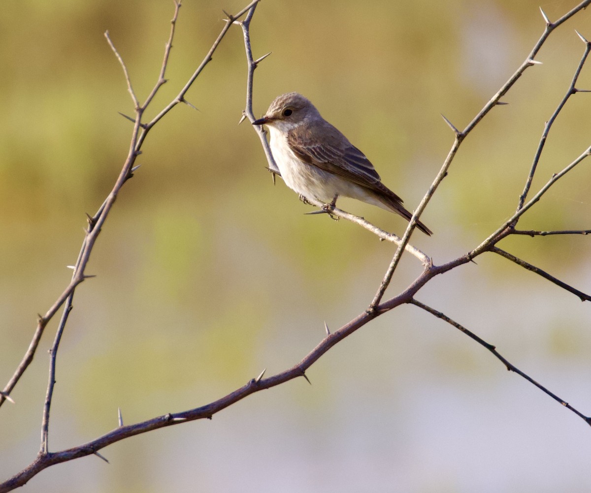 Spotted Flycatcher - ML644843005
