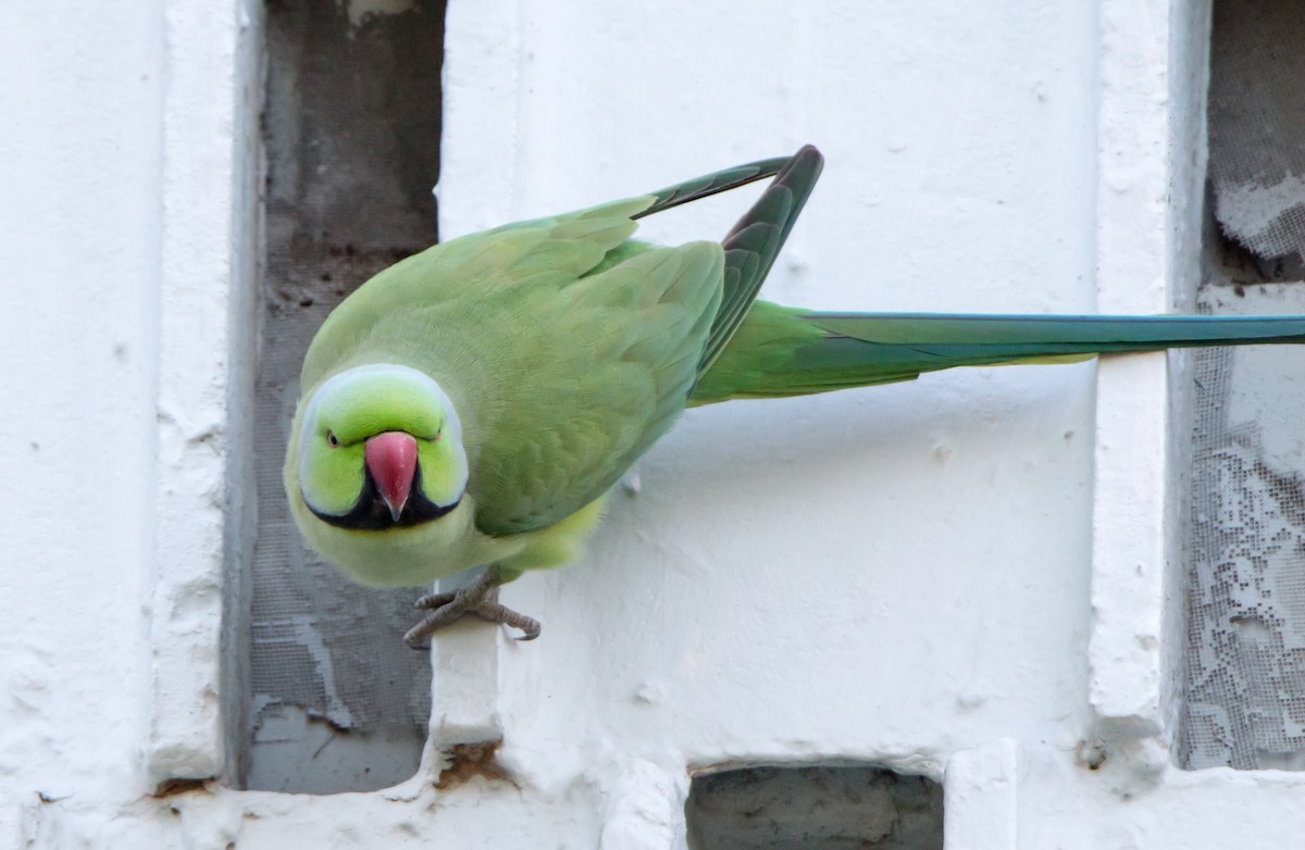 alexandr malý - ML644843006