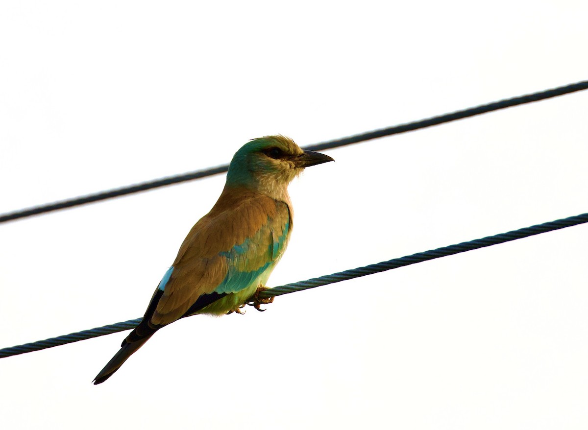 mandelík hajní - ML644843012