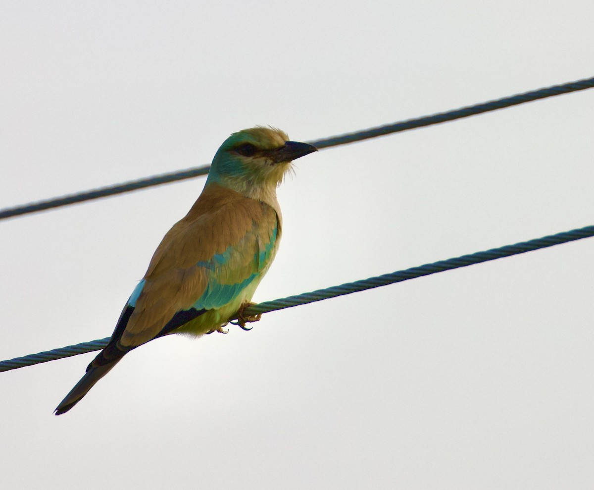 mandelík hajní - ML644843013