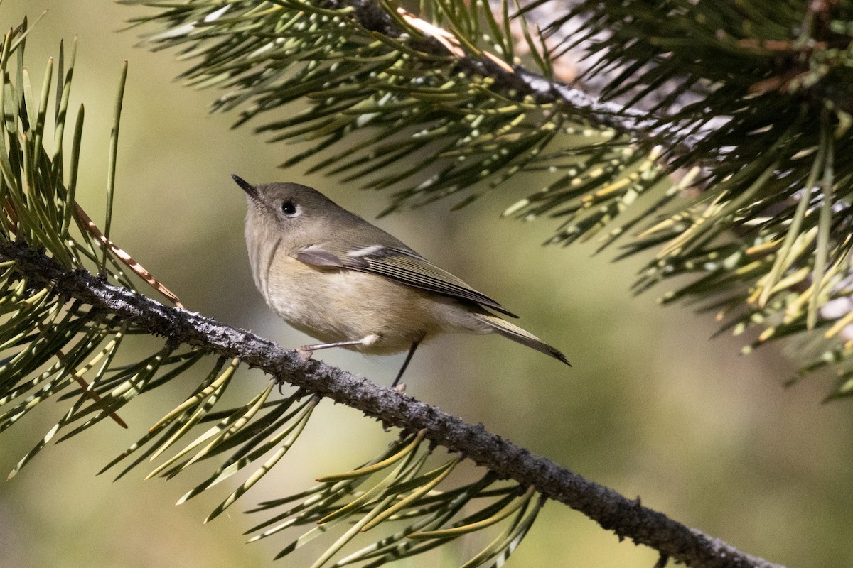 Ruby-crowned Kinglet - ML644843014