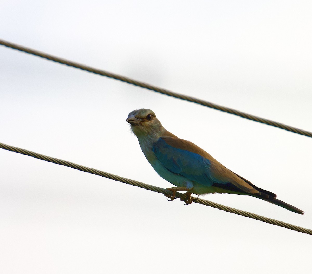 mandelík hajní - ML644843017