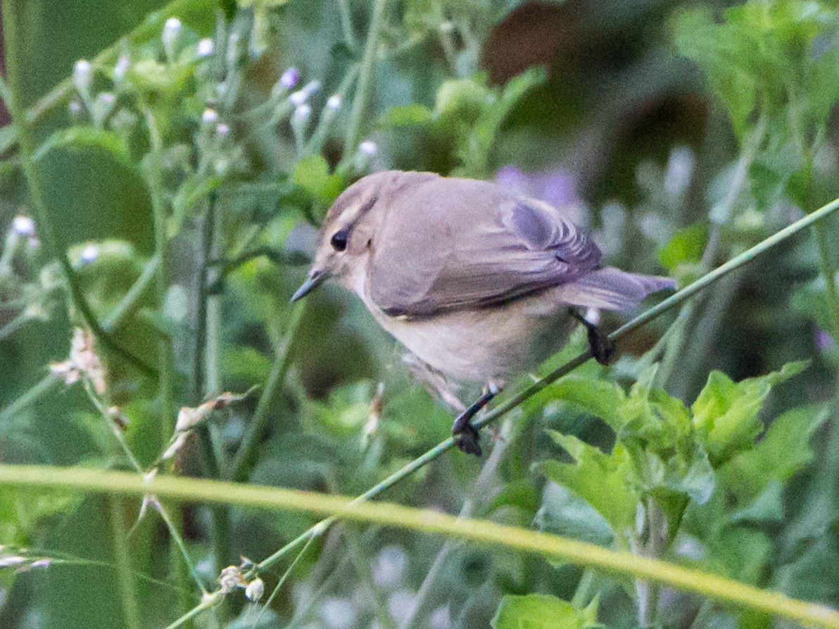 budníček menší - ML644843018