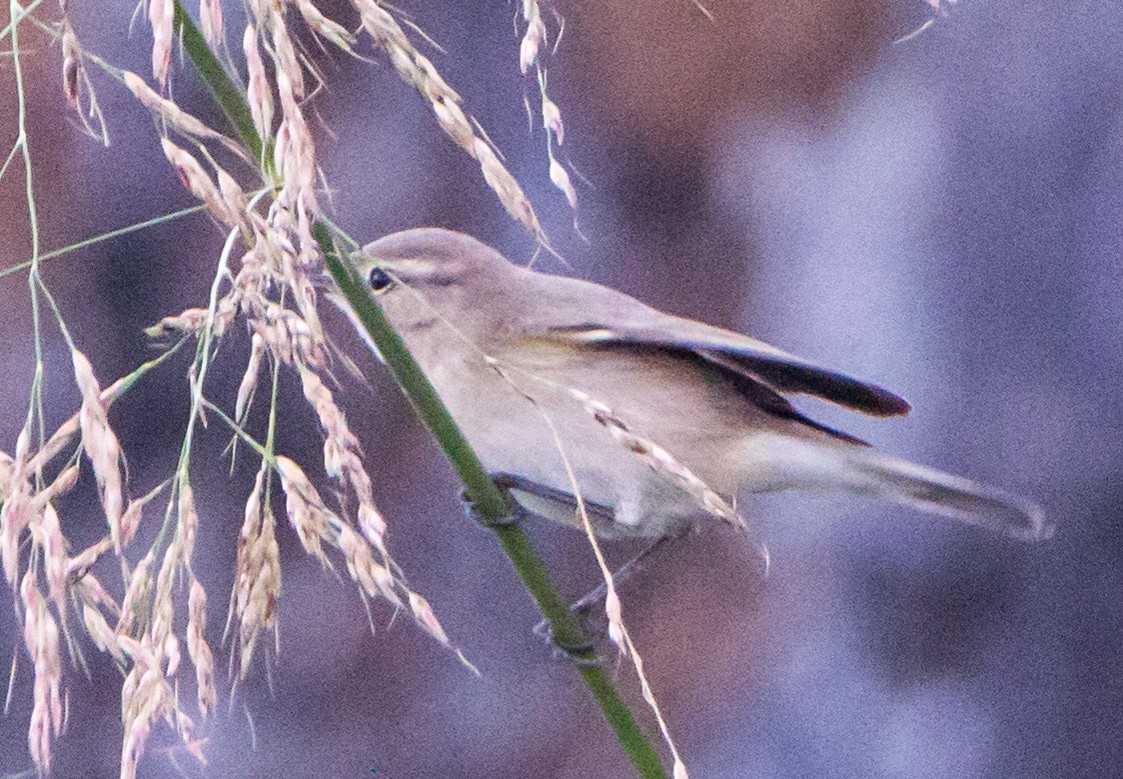 budníček menší - ML644843019