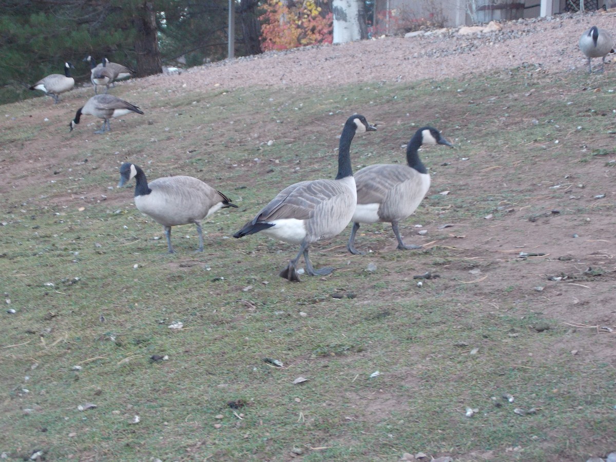 Canada Goose - ML644843020