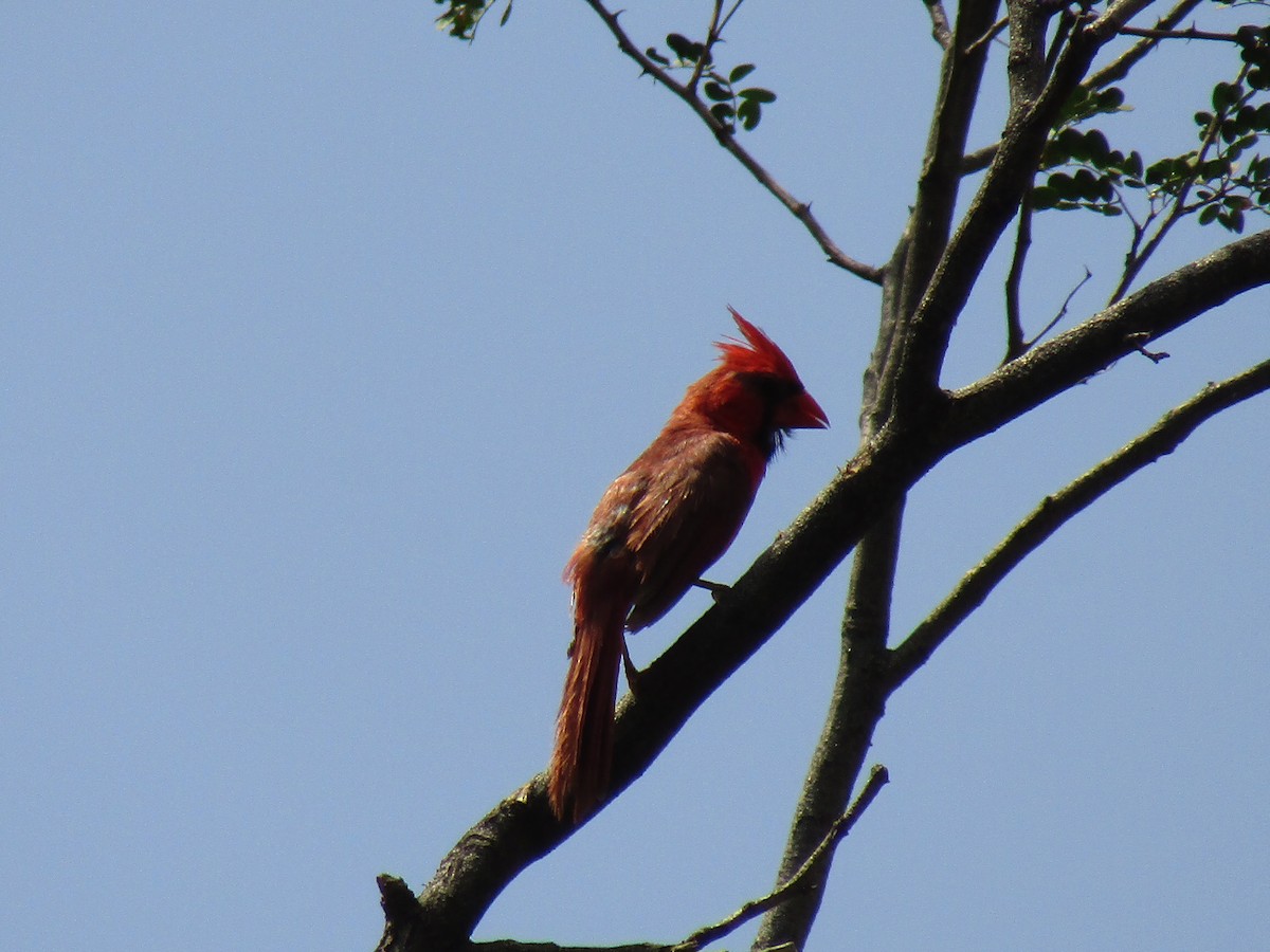 Rotkardinal - ML644843021