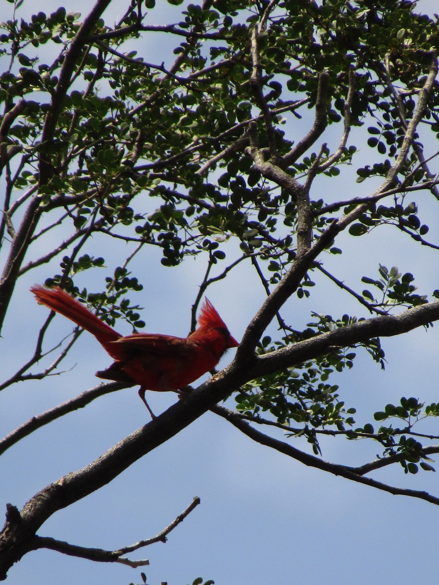 Rotkardinal - ML644843022