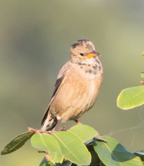 špaček růžový - ML644843033