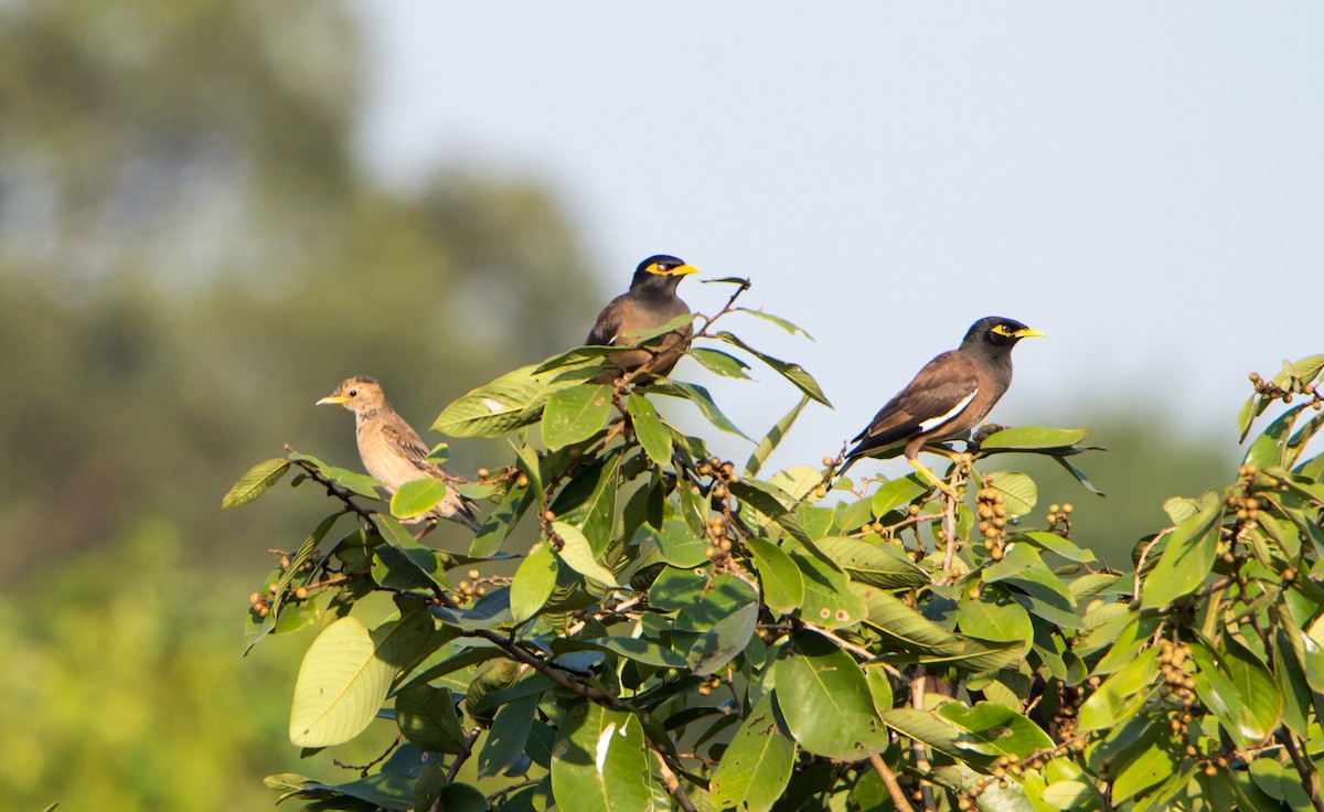 špaček růžový - ML644843034