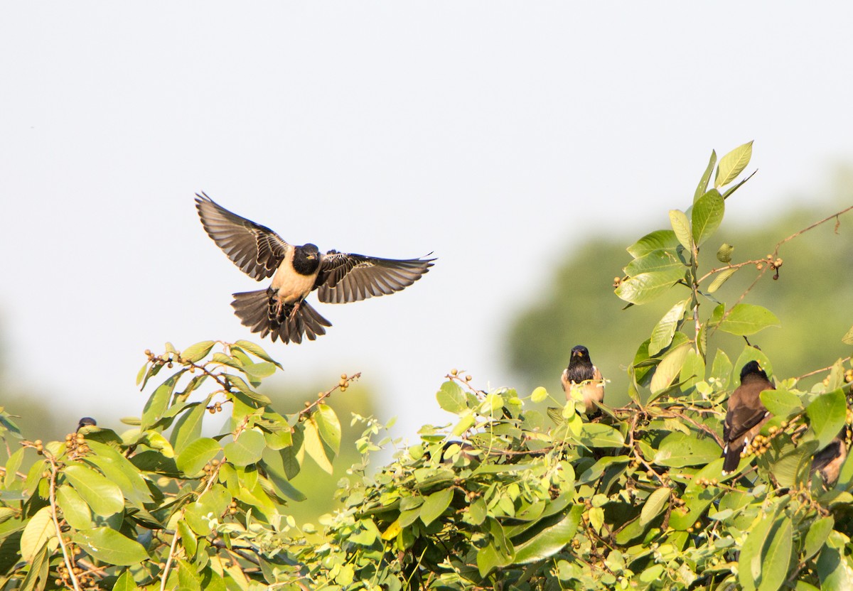 špaček růžový - ML644843035