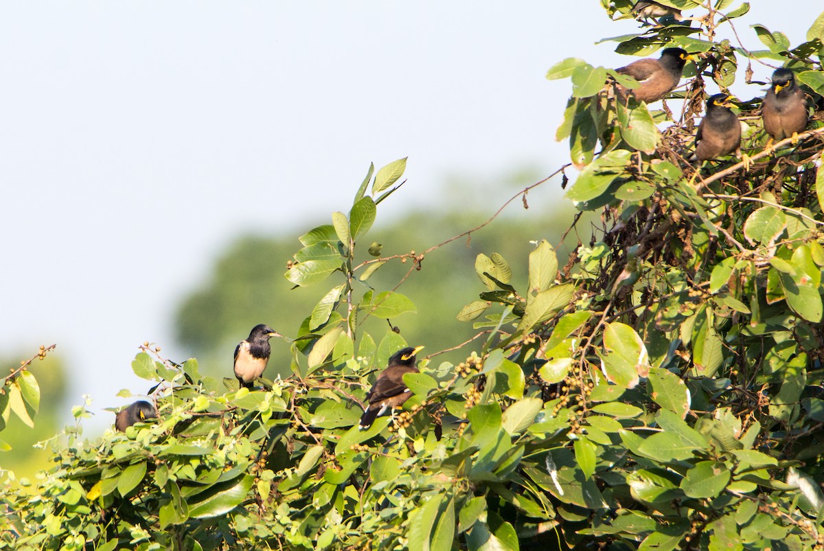 špaček růžový - ML644843036