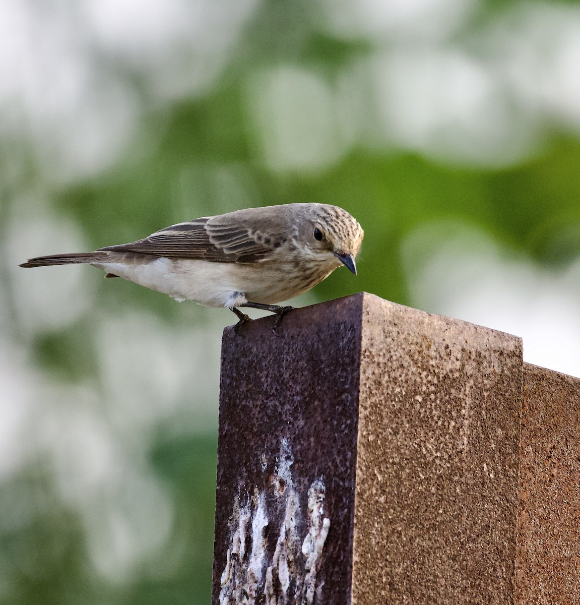 Spotted Flycatcher - ML644843039