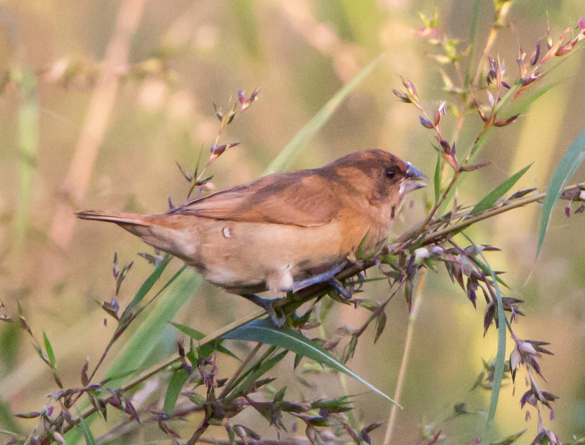 panenka muškátová - ML644843046