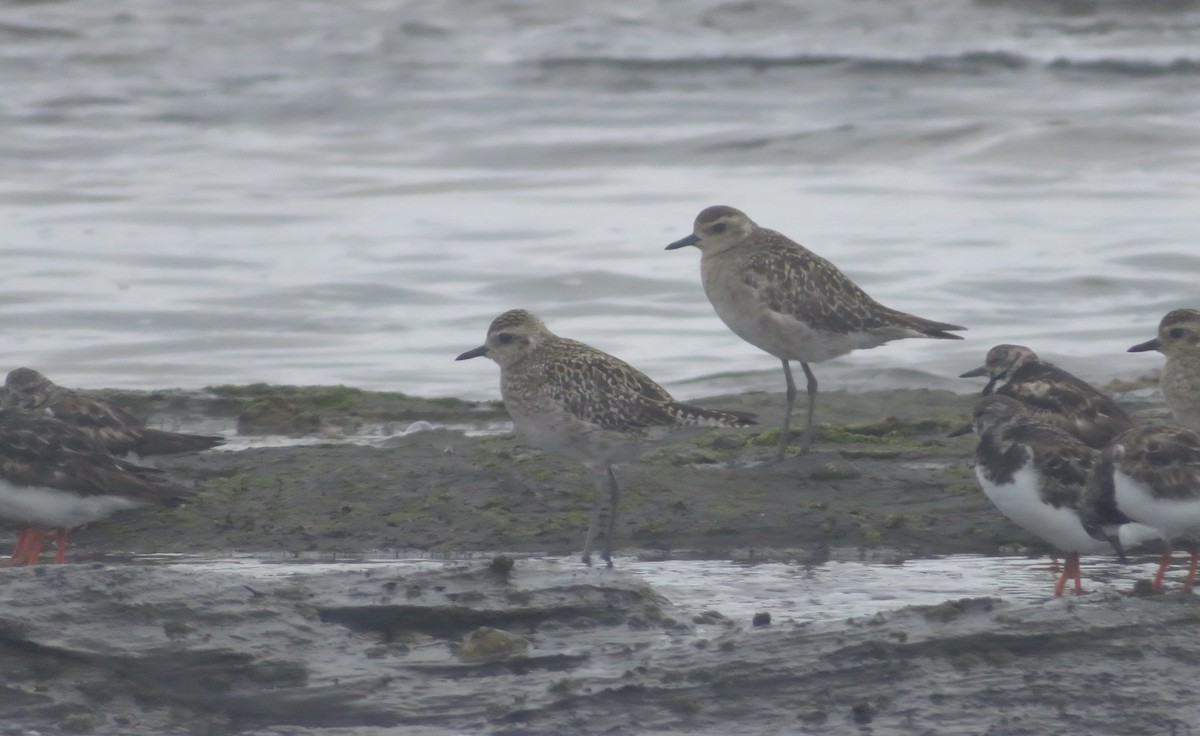 Pacific Golden-Plover - ML644843048