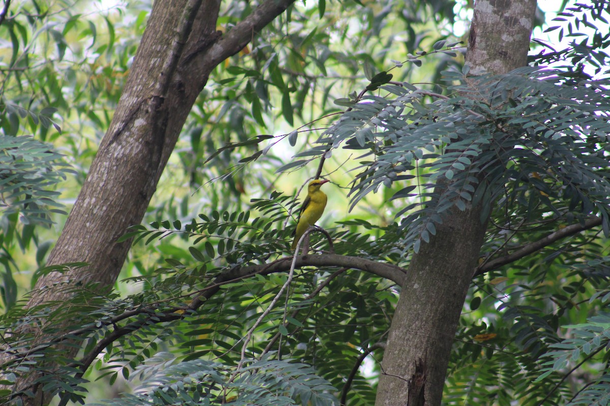 Indian Golden Oriole - ML644843051