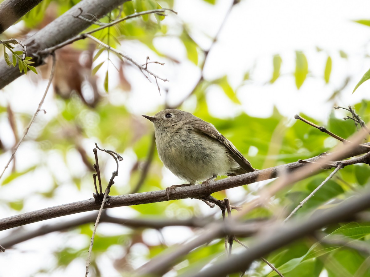 Ruby-crowned Kinglet - ML644843063