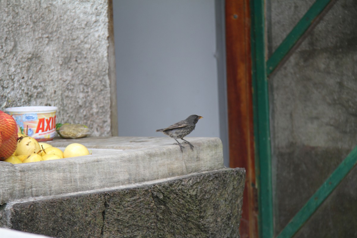 Géospize des cactus - ML644843067